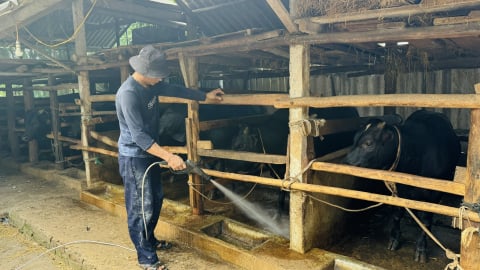 Người chăn nuôi xoay xở chống nắng nóng cho vật nuôi