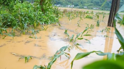 Một người mất tích, 20 ha hoa màu bị ngập úng do mưa lớn