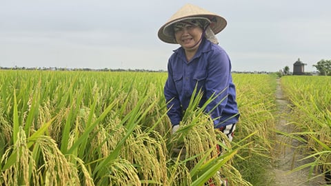 Tẻ Nương Hà Giang 'hiên ngang' ở Đất Cảng