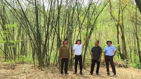 Rừng luồng trụi lá vì châu chấu phá hại