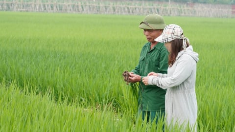 Vĩnh Phúc mục tiêu có hơn 2.000 ha lúa giảm phát thải trong năm 2025