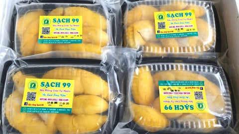 Cần Thơ đưa 2 tấn cơm sầu riêng lên máy bay ra Hải Phòng tiêu thụ