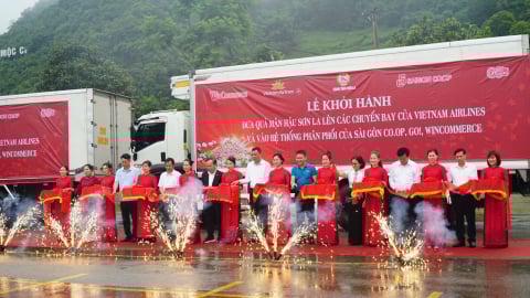 Mận hậu Sơn La 'cất cánh' cùng Vietnam Airlines