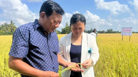 Bồi bổ đất, thay đổi thói quen đốt rơm rạ bằng chế phẩm EMUNIV