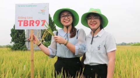 3 giống lúa của ThaiBinh Seed tỏa sáng trên đồng ruộng Vụ Bản