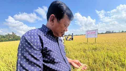 Cánh đồng không khói ở Bạc Liêu