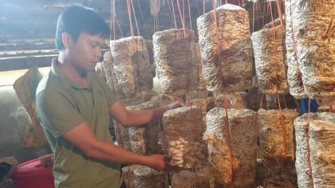 Điện Biên chuyển giao kỹ thuật sản xuất hiệu quả cho nông dân