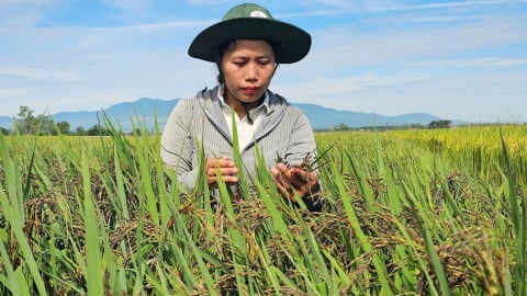 Bảo tồn, mở rộng sản xuất giống lúa nếp than