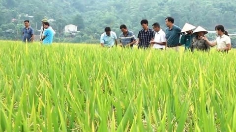 Giống lúa hỗ trợ sau bão Yagi đẹp mỹ mãn trong vụ xuân 2025
