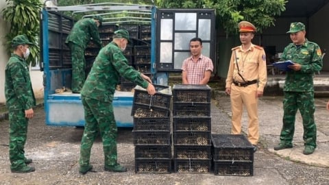 Không để ngành chăn nuôi vỡ trận vì buôn lậu