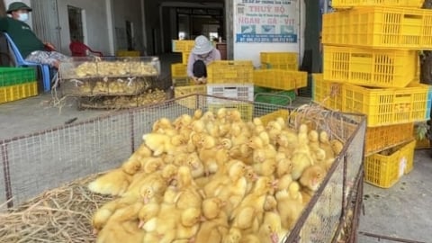 Đề nghị Công an và Biên phòng tăng cường kiểm soát giống vật nuôi nhập lậu