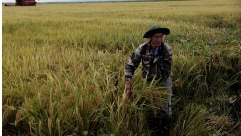 Truyền thông Cuba đề cao mô hình hợp tác lúa gạo đột phá với Việt Nam