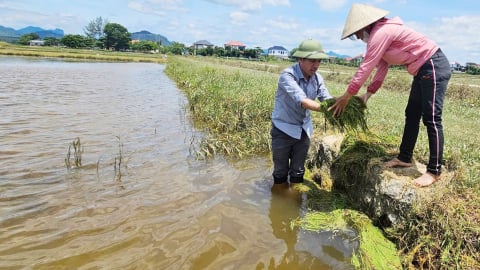Mong có giống siêu ngắn ngày để kịp gieo cấy vụ hè thu sau lũ