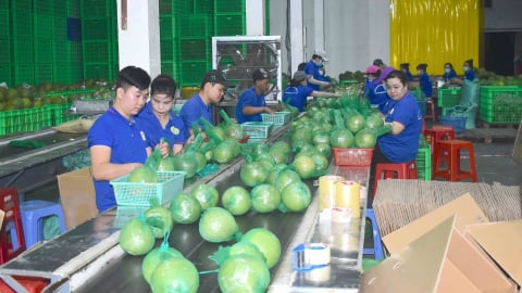 Nông nghiệp Bến Tre bứt phá trong khó khăn, vững bước chuyển mình