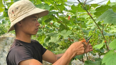 Nho sữa Hàn Quốc 'made in' Đông Triều