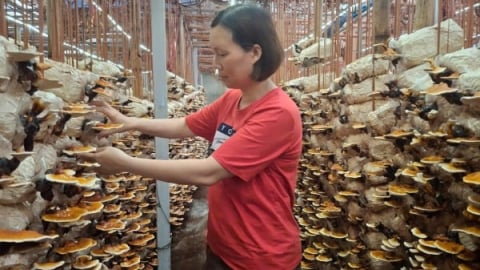 Trồng nấm linh chi cho lợi nhuận như mơ nhờ làm chủ công nghệ