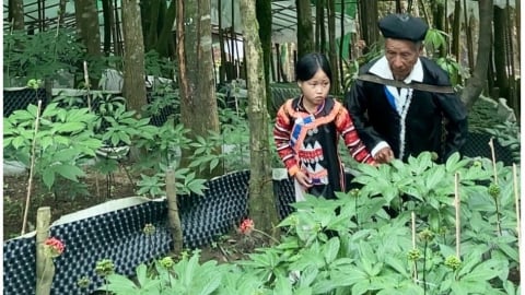 Sâm Lai Châu và khát vọng từ đại ngàn Tây Bắc