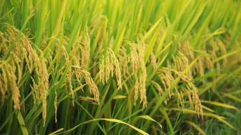 Lúa thuần DK6 lấp lánh trên cánh đồng vàng