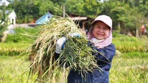 Mô hình 'trồng lúa xanh' ở Yên Bái: Giảm phát thải, tăng năng suất