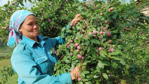 Bắc Hà ngọt ngào, mê hoặc mùa trái chín