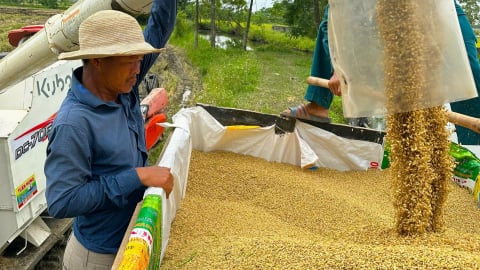 Xem người Nhật chỉ đạo trồng và thu mua lúa Nhật ở Thái Bình