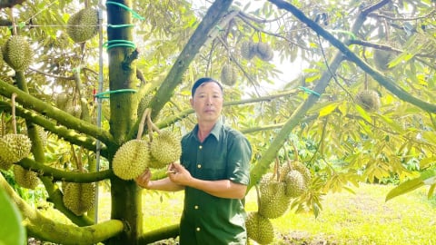 Vườn sầu riêng kiểu mẫu ở huyện biên giới Đức Cơ