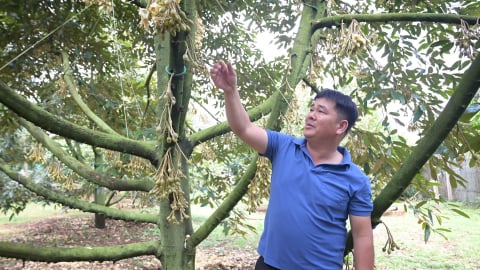Tìm điểm tựa để sầu riêng Đắk Lắk chuyển sang hướng hữu cơ