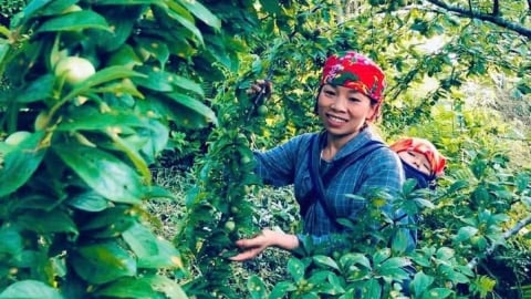 Cây mận - đòn bẩy kinh tế của vùng cao Bắc Hà