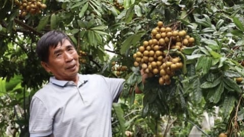 Gần 10 năm, Sơn La chuyển đổi và trồng mới gần 62.000 ha cây ăn quả