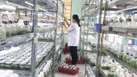 Doanh nghiệp lâm nghiệp mạnh tay đầu tư cho khoa học