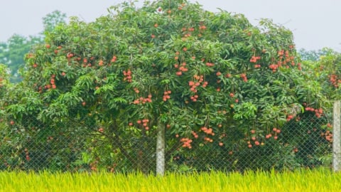 Mùa vải trứng, sắc đỏ của giấc mơ no ấm