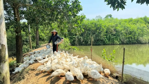 Nhiều nguồn thu nhờ trang trại tổng hợp