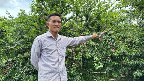 Mùa mận kém vui