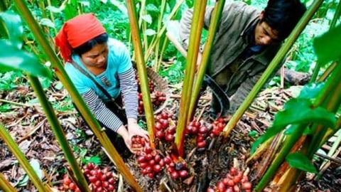 Dược liệu dưới tán rừng cần hành lang pháp lý riêng để bứt phá