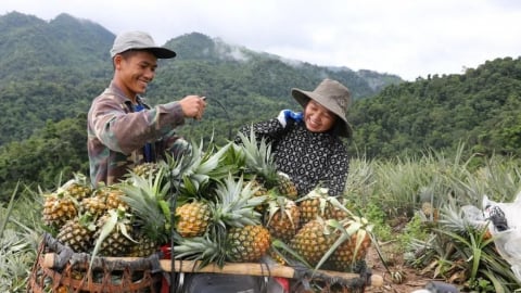 Tư duy lại sản xuất để nâng tầm nông sản lợi thế Tây Bắc