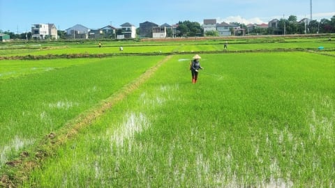 Sâu bệnh xuất hiện sớm trên lúa hè thu