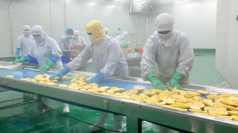 Biến phụ phẩm quả xoài thành phân hữu cơ