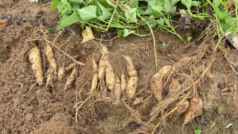 Tuyển chọn được 5 giống khoai lang bản địa ưu tú nhất