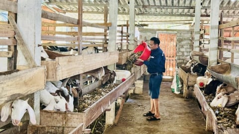 Nuôi dê nhốt chuồng, nhàn tênh, lãi lớn