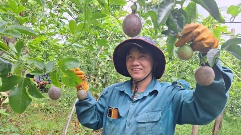 Chuyển động nông nghiệp hữu cơ vùng tây Gia Lai: Lan tỏa ở vùng biên