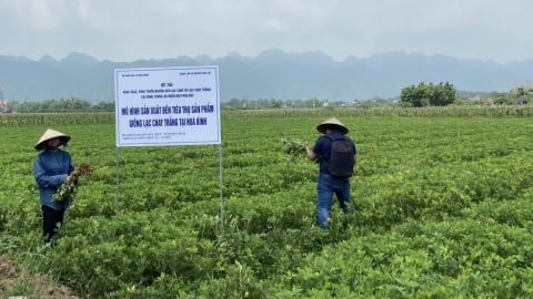 Hai giống lạc Chay phù hợp nhu cầu ăn tươi