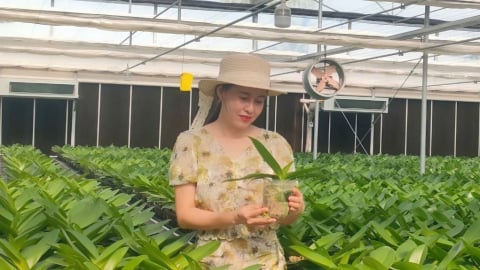 Trồng lan hồ điệp công nghệ cao trong nhà màng, tỷ lệ ra hoa đạt 100%
