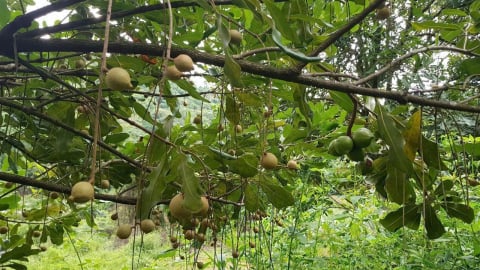 Bí quyết giúp cây mắc ca giảm rụng trái