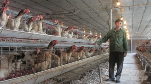 Sản xuất gà giống lai Đông Tảo theo hướng công nghệ cao, khách mua tấp nập