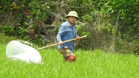 Hà Tĩnh phát động ra quân diệt châu chấu