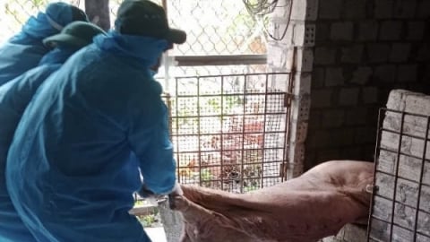 Quảng Ngãi xuất hiện ổ dịch tả heo châu Phi, hơn 140 con phải tiêu hủy