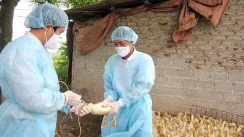 Huế kiểm soát chặt nguy cơ dịch cúm gia cầm