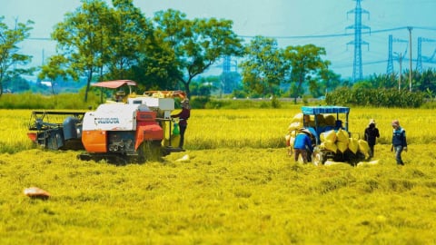 Nông nghiệp Đà Nẵng chuyển mình sang hướng hữu cơ