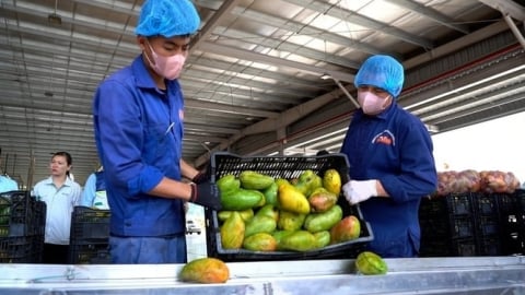 Những nút thắt cần gỡ để ngành hàng trái cây vượt thách thức
