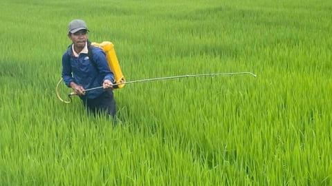 Sâu cuốn lá bùng phát trên lúa hè thu ở Huế